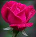 Profile Picture of LillyRose Corr (@lillyrose.corr.3) on Facebook