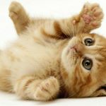 Profile Picture of cat chad lad (@catdudemarley) on Instagram