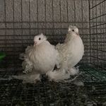 Profile Picture of Jameel Mohamed (@tz_pigeonloft) on Instagram