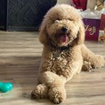 Profile Photo of Bailey Joy Romero🐾 (@baileyjoy_doodle2) on Instagram