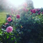 Profile Picture of Leonilda Bertolino Pereira (@bertolino.leo321) on Instagram