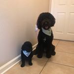 Profile Picture of Cabella Rose Mathews (@cabella_and_cashe_the_doodles) on Instagram