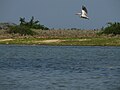 Profile Picture of Pulicat Lake Bird Sanctuaryon Wikipedia