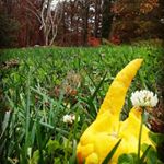 Profile Picture of Robert Lëmon (@the.crazy.adventures.of.bob) on Instagram