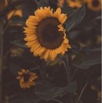 Profile Picture of Joelle Josserand (@joelle.josserand.161) on Facebook