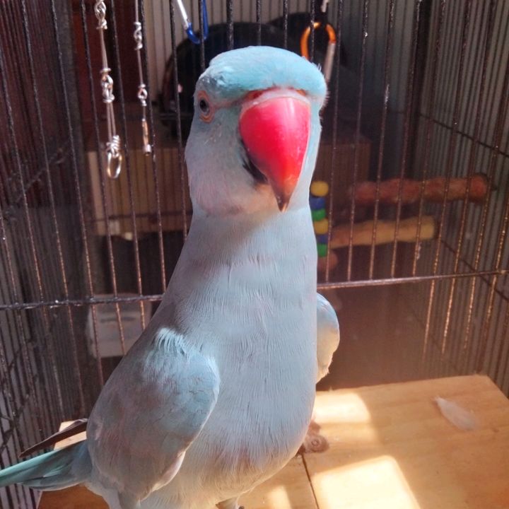 Profile Picture of Sarah🐦 (@sarahthebluebird) on Tiktok