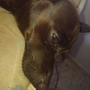 Profile Picture of PINGO (@PIMGI123) on Youtube