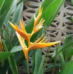 Profile Picture of Tracey Gan (@Tracey-Gan) on Facebook