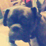 Profile Picture of Viola_Dominic (@dominic_viola) on Instagram