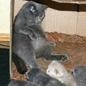 Profile Picture of Alexander Burns (@alexanderburns3232) on Youtube