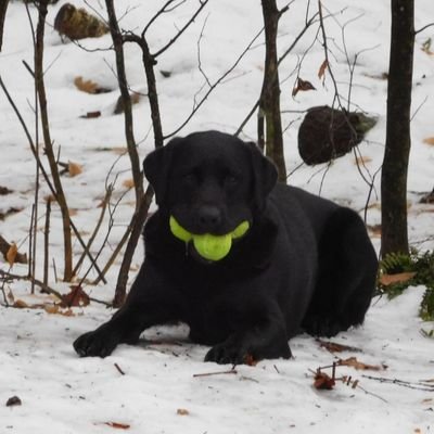 Profile Picture of Ray Sibley (@RaySibley16) on Twitter