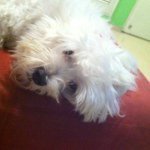 Profile Picture of Michael Mock Ho (@mikemokk) on Instagram