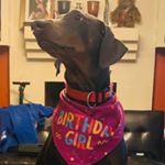 Profile Picture of Jane Singh (@fluffly_friends707) on Instagram