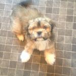 Profile Picture of Kevin musgrove (@kpm866) on Instagram