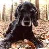 Profile Picture of danielagutschi777 (@danielagutschi777) on Tiktok