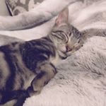 Profile Picture of Hans Harrison (@so_hans_some) on Instagram