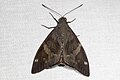 Profile Picture of Corybantes (moth)on Wikipedia