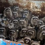 Profile Picture of lina keersmaekers (@linakeersmaekers) on Instagram