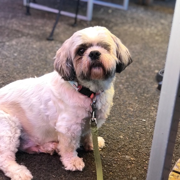 Profile Picture of Sophie Lipski (@waffle_1217) on Poshmark