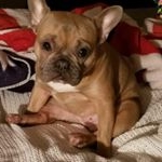 Profile Picture of Mercedes aka Sadie bug Jardot (@sadiebug_the_frenchie) on Instagram