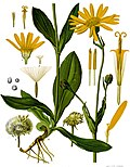 Profile Picture of Arnica montanaon Wikipedia