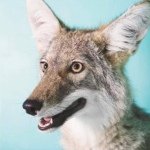 Profile Picture of Tom Robinson (@tommy_ruff) on Instagram