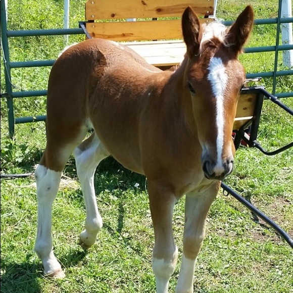 Profile Picture of Marcia Barkus (@horsenana) on Poshmark