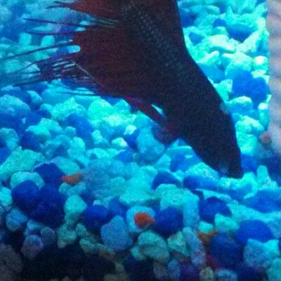 Profile Picture of Grant Osborn (@pearpow) on Twitter