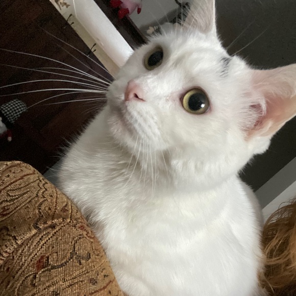 Profile Picture of Rebecca Vorse (@mom_1995) on Poshmark