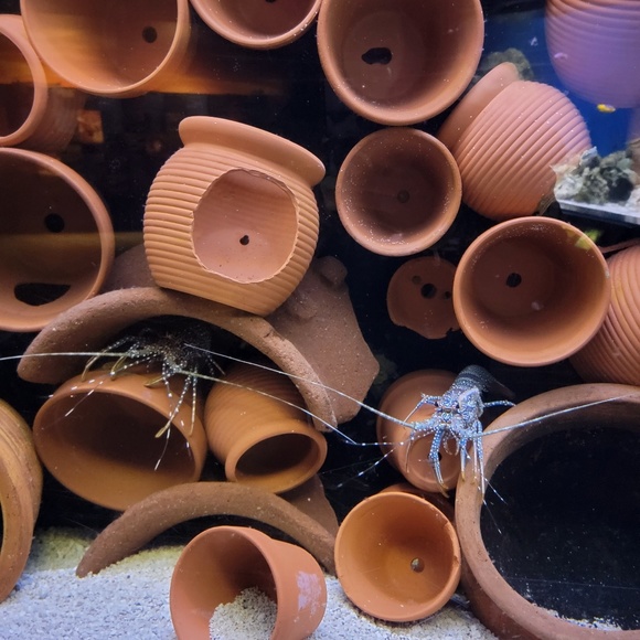 Profile Picture of Jany Leon lopez (@janyle29) on Poshmark