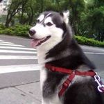 Profile Picture of Moses Chen (@moseschen5057) on Instagram