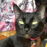 Profile Picture of Gatosh Gatosh (@_lidia_mancia_) on Instagram