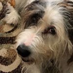 Profile Picture of Dennis Gregor (@dennis1701a) on Instagram