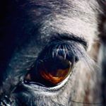 Profile Picture of Benjamin Evers (@animals_ofourworld) on Instagram