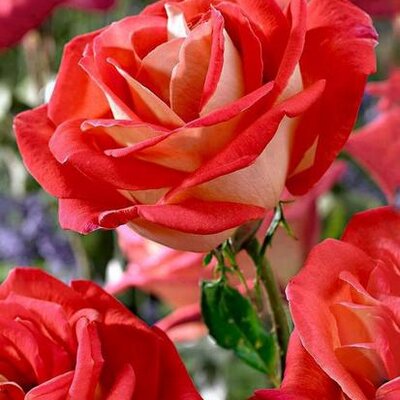 Profile Picture of Dina Khattab (@Dinakhattab2) on Twitter