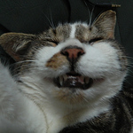 Profile Picture of Stuart Morgan (@stuartmorgan594) on Flickr