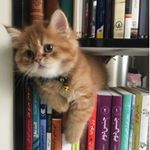 Profile Picture of Shideh’s library (@bookcofeecat) on Instagram