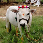 Profile Picture of Obul Reddy (@ObulReddy-xt5em) on Youtube