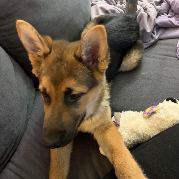 Profile Picture of Brent Bachynski (@bachynskibrent) on Poshmark