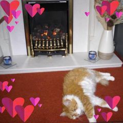 Profile Picture of Sandra (@sandrawingfield0) on Tiktok