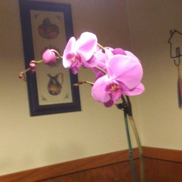 Donna Vankleeck - Poshmark Profile Picture of Donna Vankleeck (@donnavk21) on Poshmark