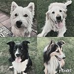 Profile Picture of Meggie, Dana, Noah, Sammy 🐾 (@paww.patrol) on Instagram