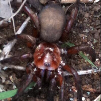 Profile Picture of Ray Troutman (@ray_z_trouty) on Twitter