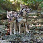 Profile Photo of Doug Walters (@stoneycreektamaskan) on Instagram