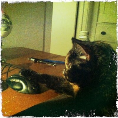 Profile Picture of #ReleaseTheMemo (@andrewwick) on Twitter