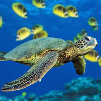 Profile Picture of Shamik Shah (@shamik-shah-11) on Quora