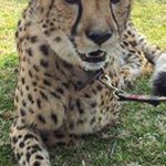 Profile Picture of Samson Chow (@chow_samson) on Instagram