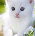 Profile Picture of Cheryl Rupp (@cheryl.rupp.5264) on Facebook