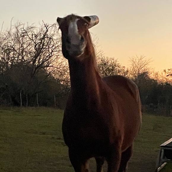 Profile Picture of Cindy Cinadr (@c1ndee96) on Poshmark