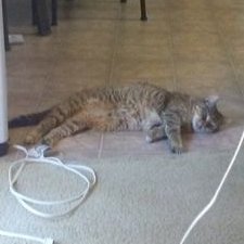 Profile Picture of Sharon Moore (@SharonM197617) on Twitter